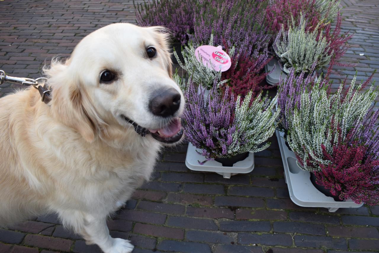 Aurora Bed and Breakfast Schiedam Buitenkant foto